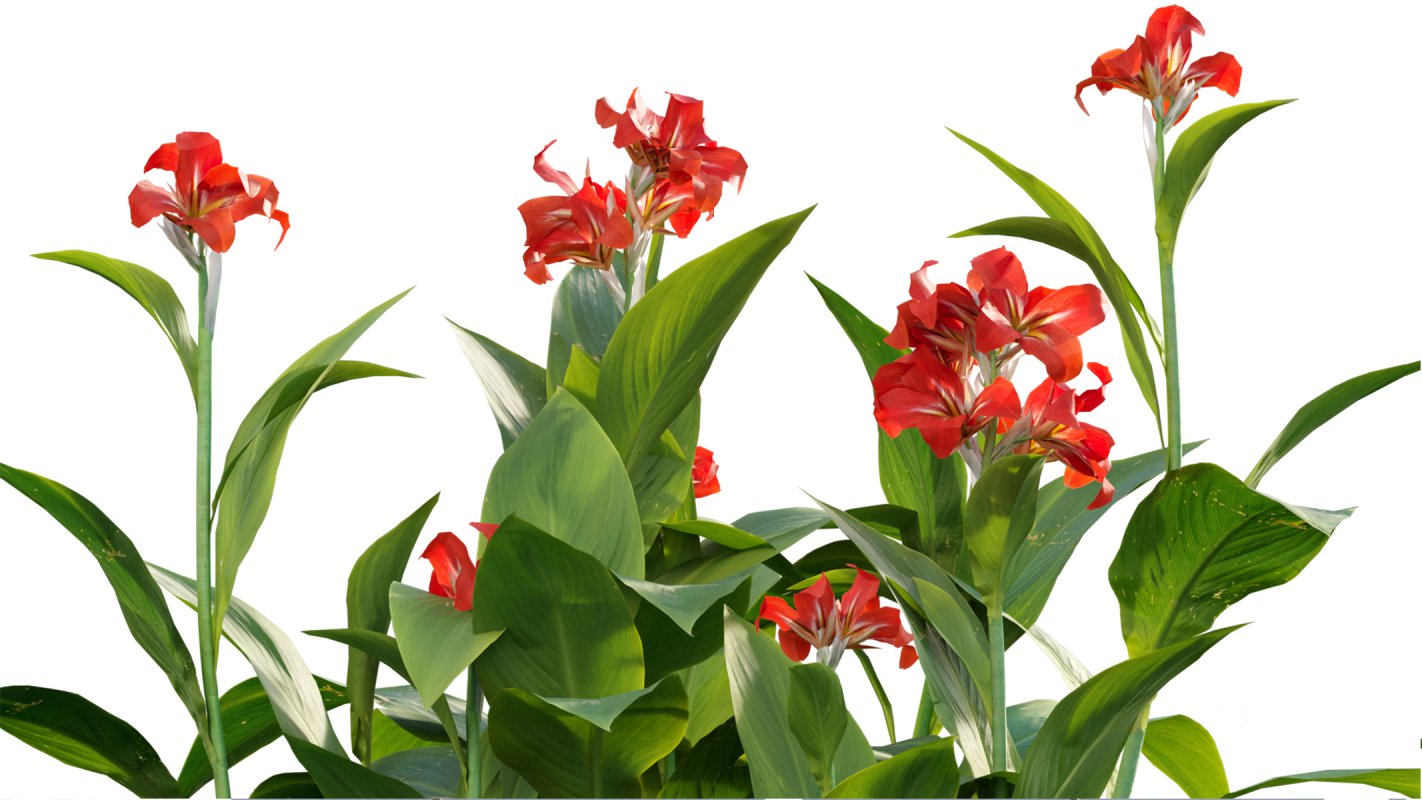 Collection 07 – Central America Garden Image 35