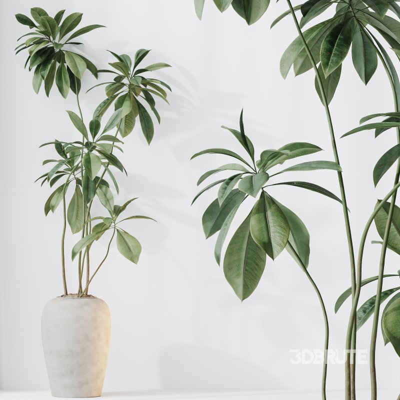 AV Indoor Plants Set 347 Arbequina Olive and Ficus Cyathistipula and Cunjevoi Alocasia and Yucca Palm Image 10