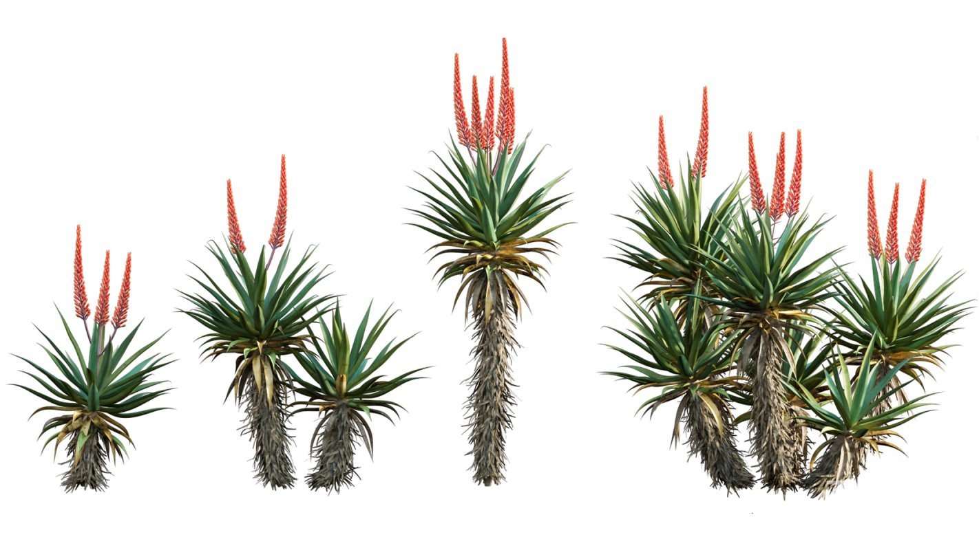 Collection 02 – Mediterrannean Garden Image 10