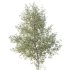 AV Plants Alnus Glutinosa Tree09 - Thumbnail 2