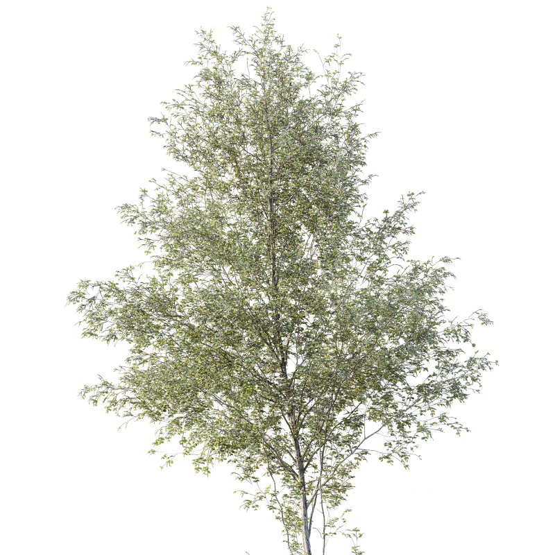 AV Plants Alnus Glutinosa Tree09 Image 2