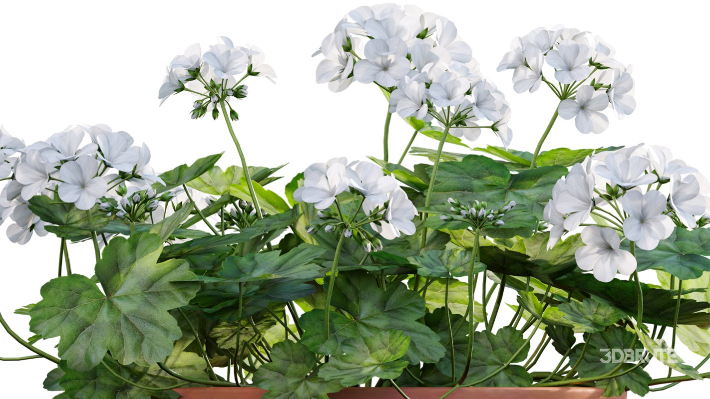 Collection 07 – Central America Garden Image 13