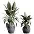 AV Indoor Plants Set 322 Fruit Orange Tree and Ficus Tineke Rubber and Aloe Vera - Thumbnail 4
