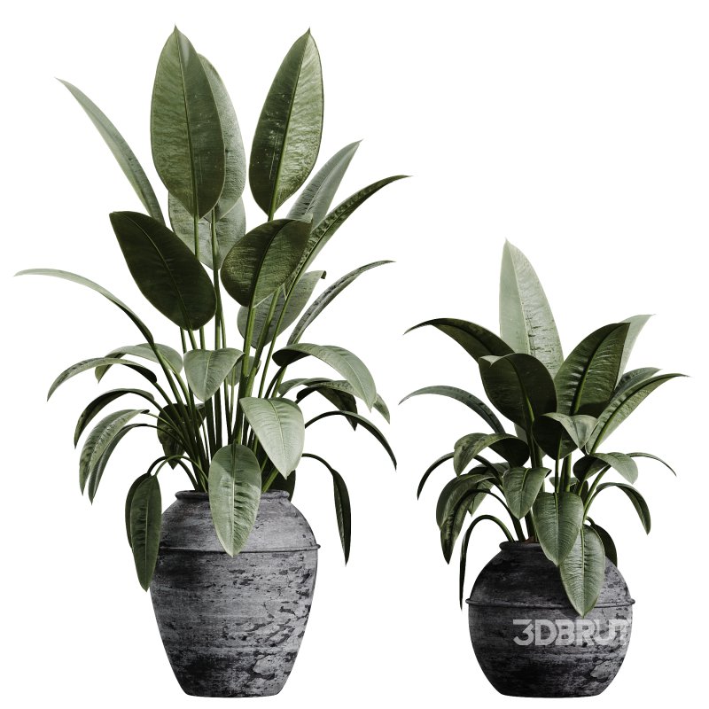 AV Indoor Plants Set 322 Fruit Orange Tree and Ficus Tineke Rubber and Aloe Vera Image 4