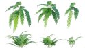 Collection 09 – Fern Garden - Thumbnail 36