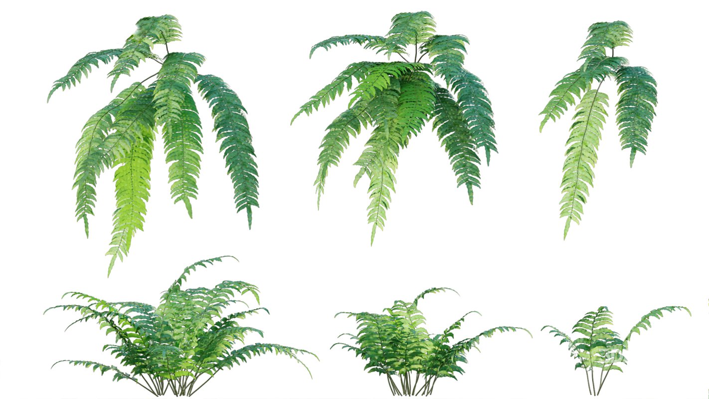 Collection 09 – Fern Garden Image 36