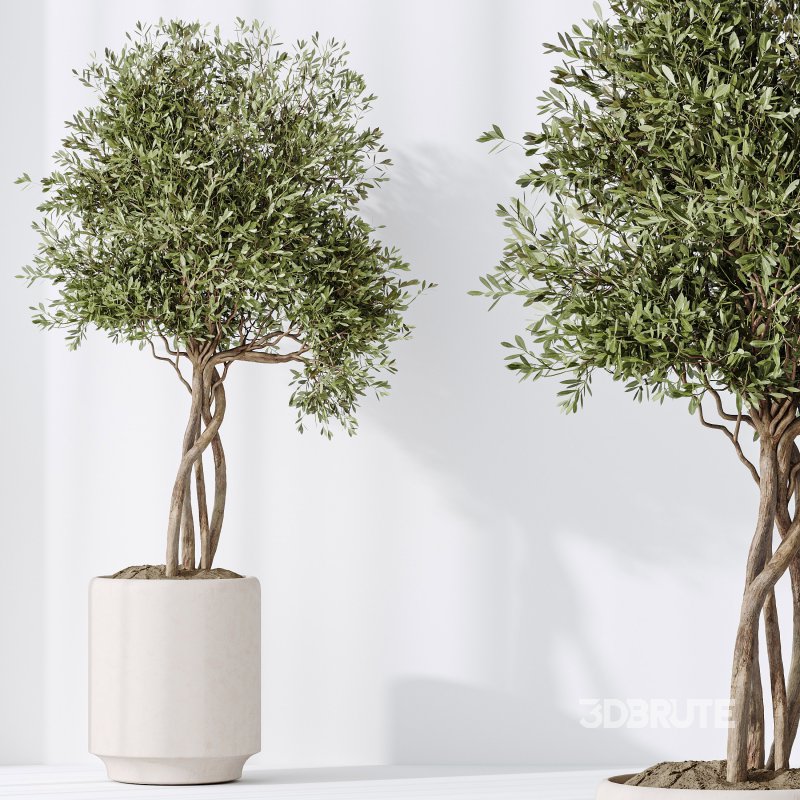 AV Indoor Plants Set 311 Olivo Olea Tree and Aspidistra Elatior Cast iron and Warneckii Lemon Lime Image 8