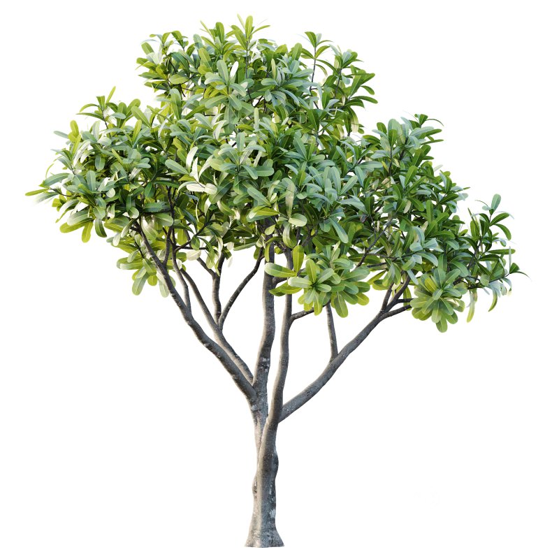 Plumeria Obtusa plant 02 Image 6