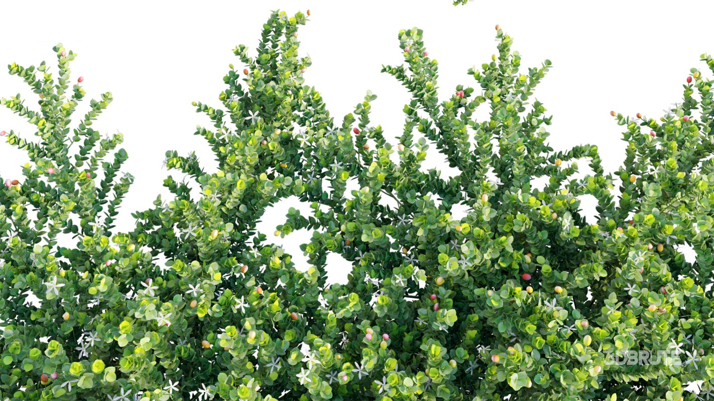 Collection 11 – Ground cover – Vines and Creepers Image 23