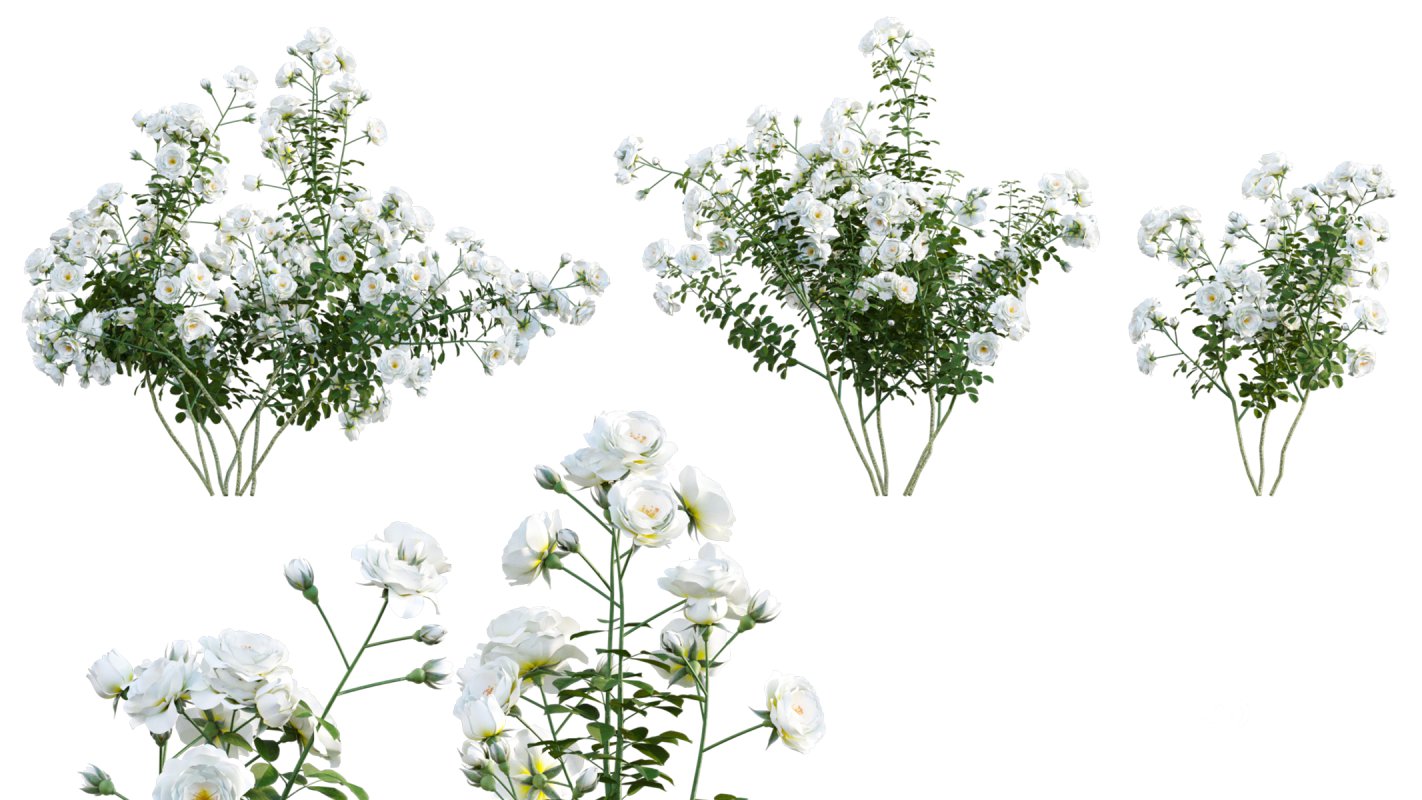 Collection 08 – Rose Garden Image 33