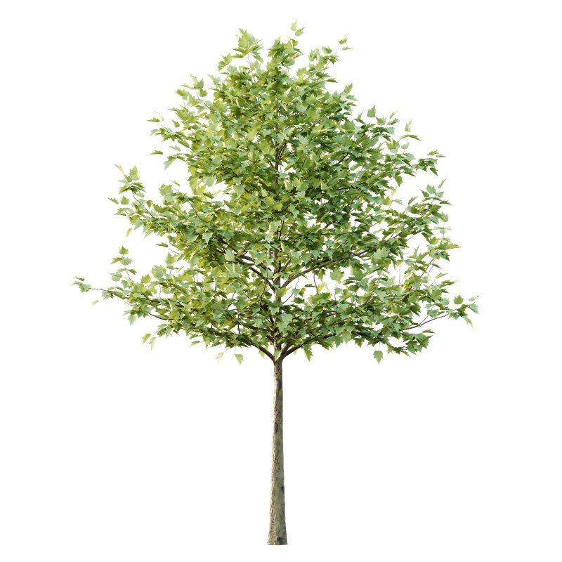 Sycamore Platanus Tree 07 Image 2