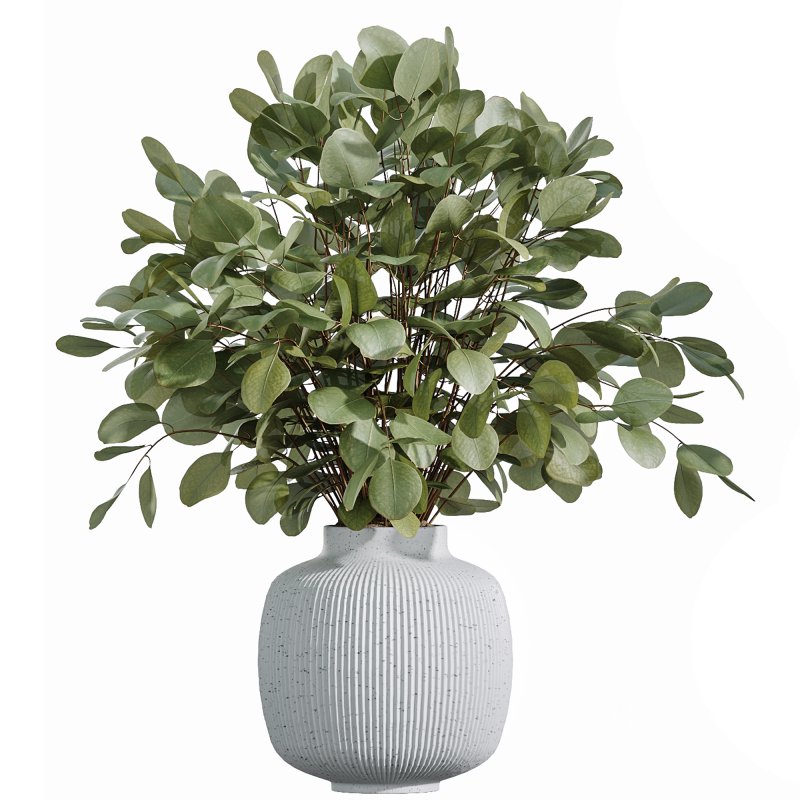 AV Indoor Plants Set 343 Eucalyptus Bouquet and Olive and Ficus Dracaena and Sansevieria Image 6