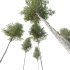 AV Plants Alnus Glutinosa Tree08 - Thumbnail 3