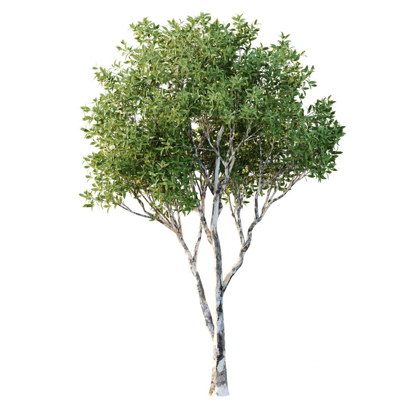 Different Trees 52 Image 4