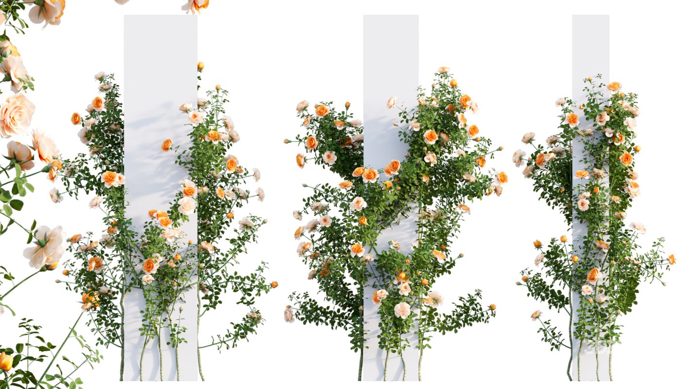 Collection 08 – Rose Garden Image 43