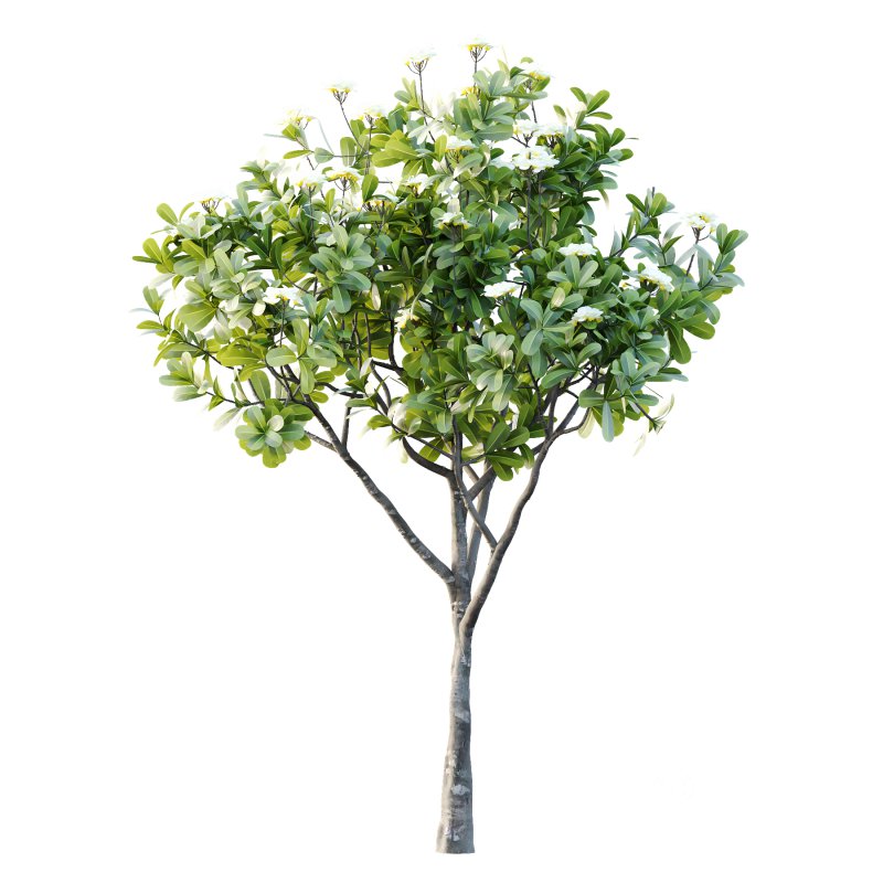 Plumeria Obtusa plant 04 Image 1