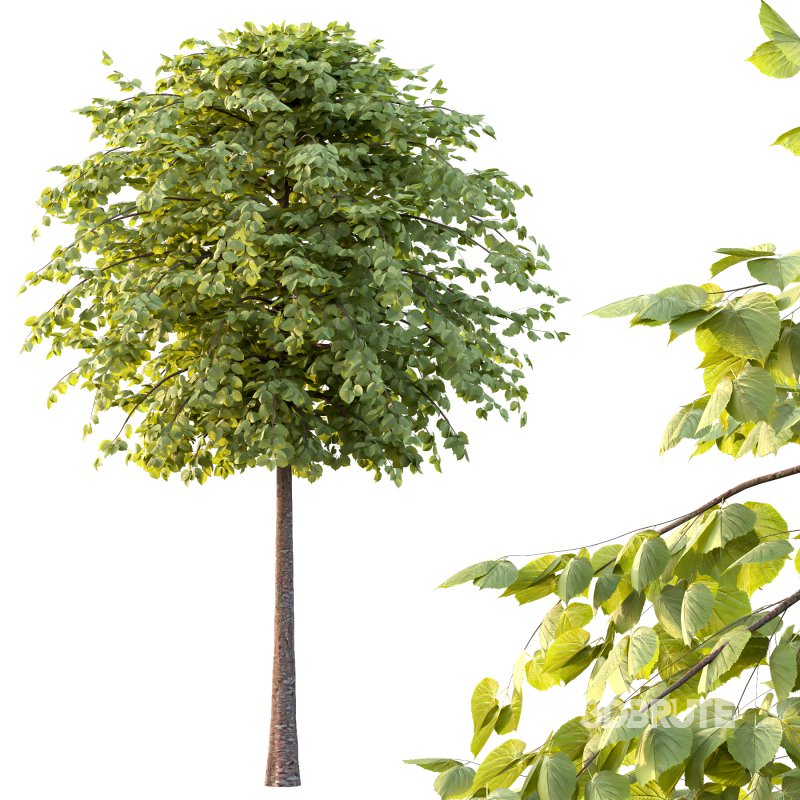 Tilia platyphyllos Tree 13 Image 5