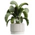 AV Indoor Plants Set 320 Banana Strelitzia Nicolai and Ficus Dracaena Marginata - Thumbnail 8