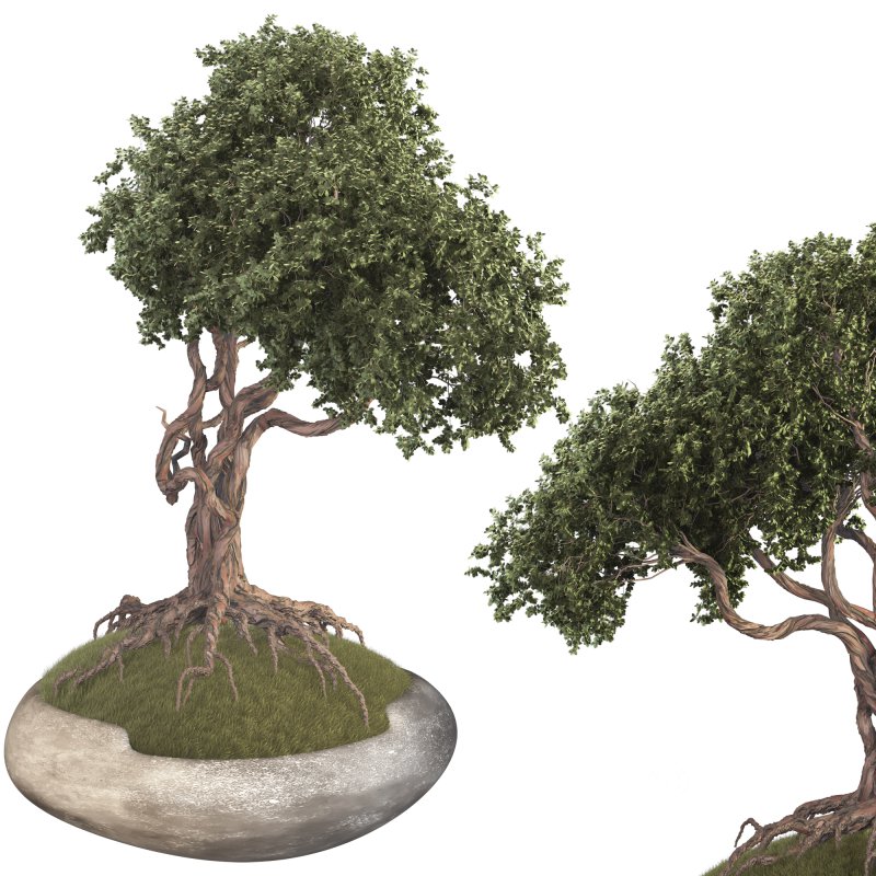 Bonsai Image 3