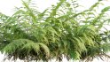 Collection 09 – Fern Garden - Thumbnail 7