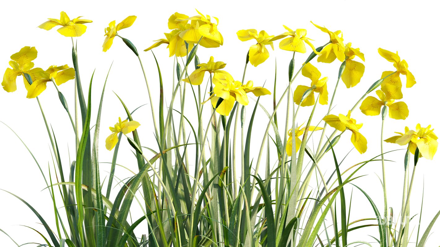 Collection 14 – English Garden Image 27