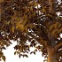 Celtis australis Tree 09 - Thumbnail 5