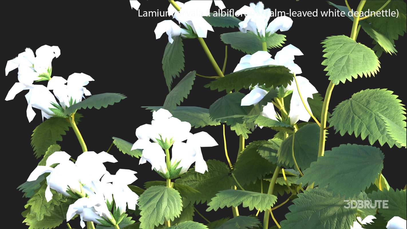 Collection 14 – English Garden Image 29