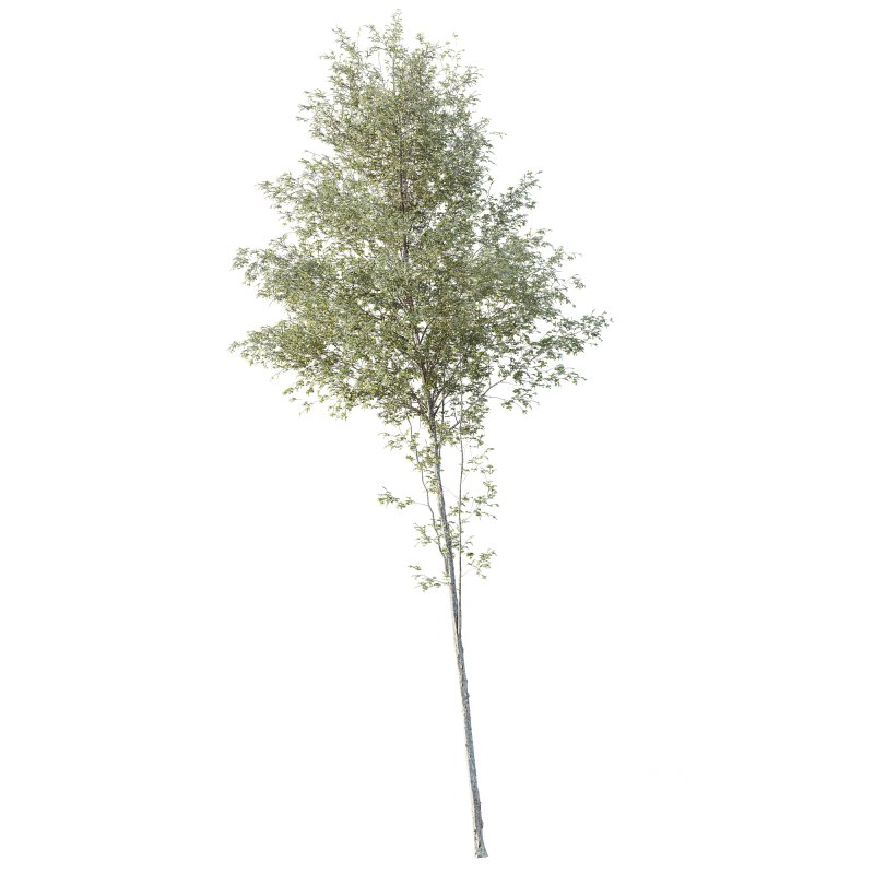 AV Plants Alnus Glutinosa Tree09 Image 1