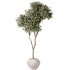 AV Indoor Plants Set 368 Olive Tree and Yucca Aloifolia Rostrata Palm and Calathea Lutea - Thumbnail 1