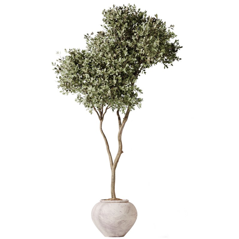 AV Indoor Plants Set 368 Olive Tree and Yucca Aloifolia Rostrata Palm and Calathea Lutea Image 1