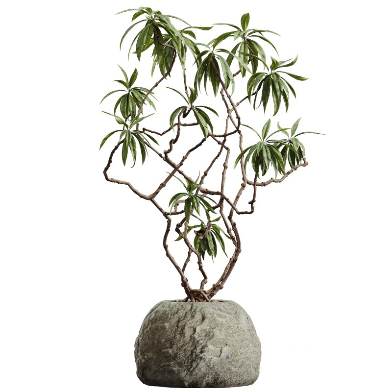 AV Indoor Plants Set 362 Arbequina Olive and Ficus Dracaena Marginata Image 3