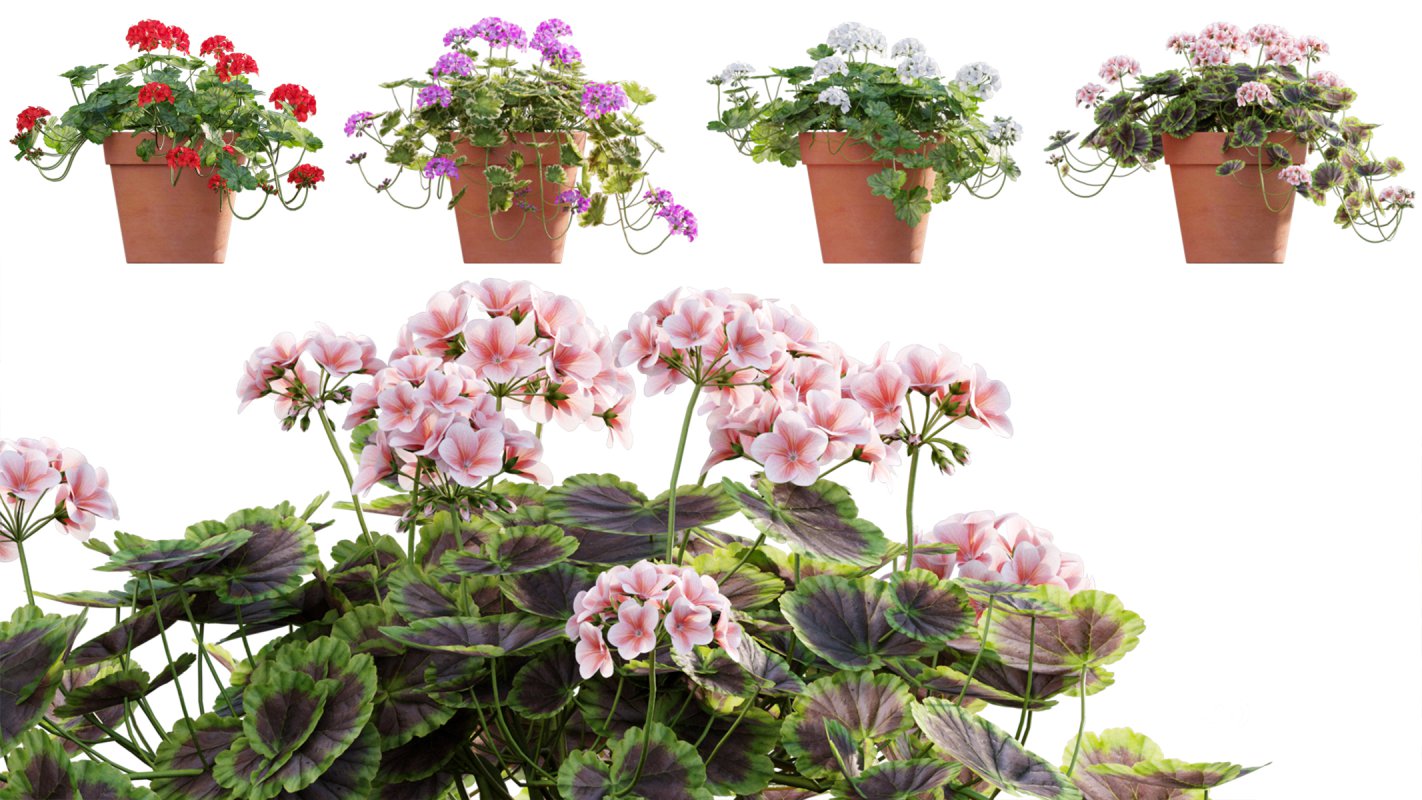 Collection 07 – Central America Garden Image 14