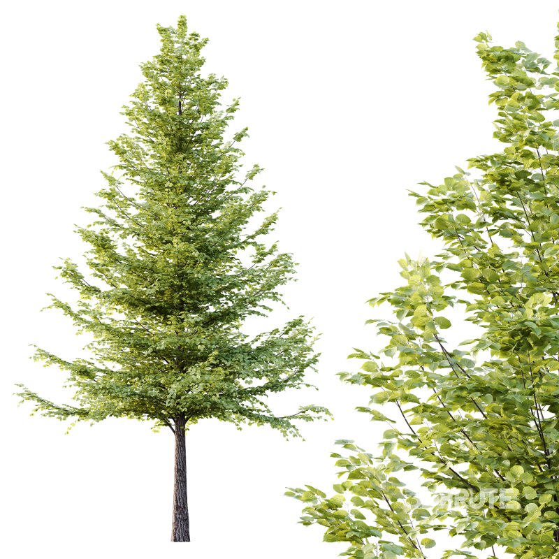 Tilia platyphyllos Tree 09 Image 4