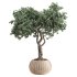 Indoor Tree in Pot Collection - Thumbnail 3