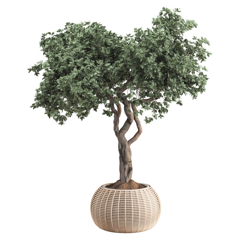 Indoor Tree in Pot Collection Image 3