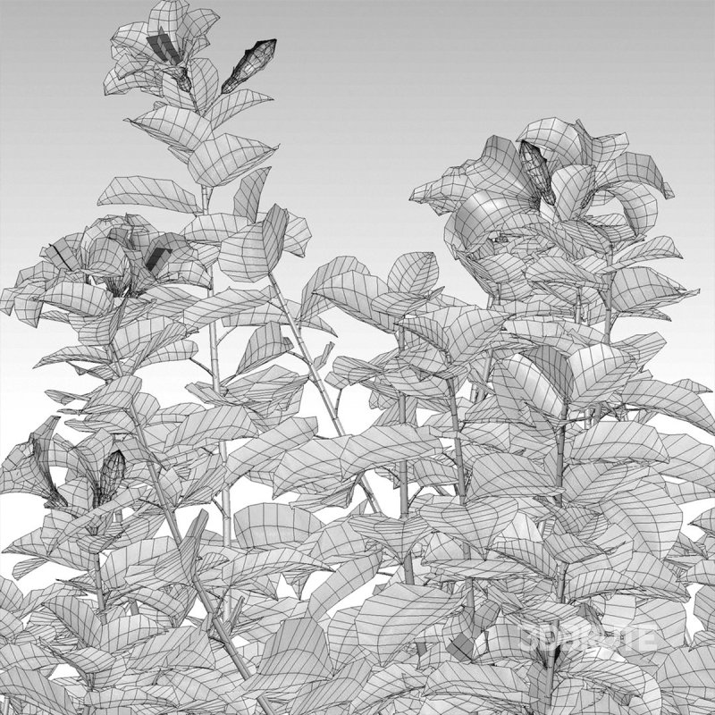 Hibiscus fragilis – Mandrinette – Chinese hibiscus – Hibiscus rosa Image 4