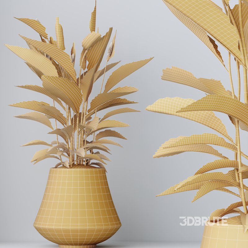 AV Indoor Plants Set 329 Euphorbia Drupifera and Spathiphyllum Lily and Monstera Deliciosa Image 8