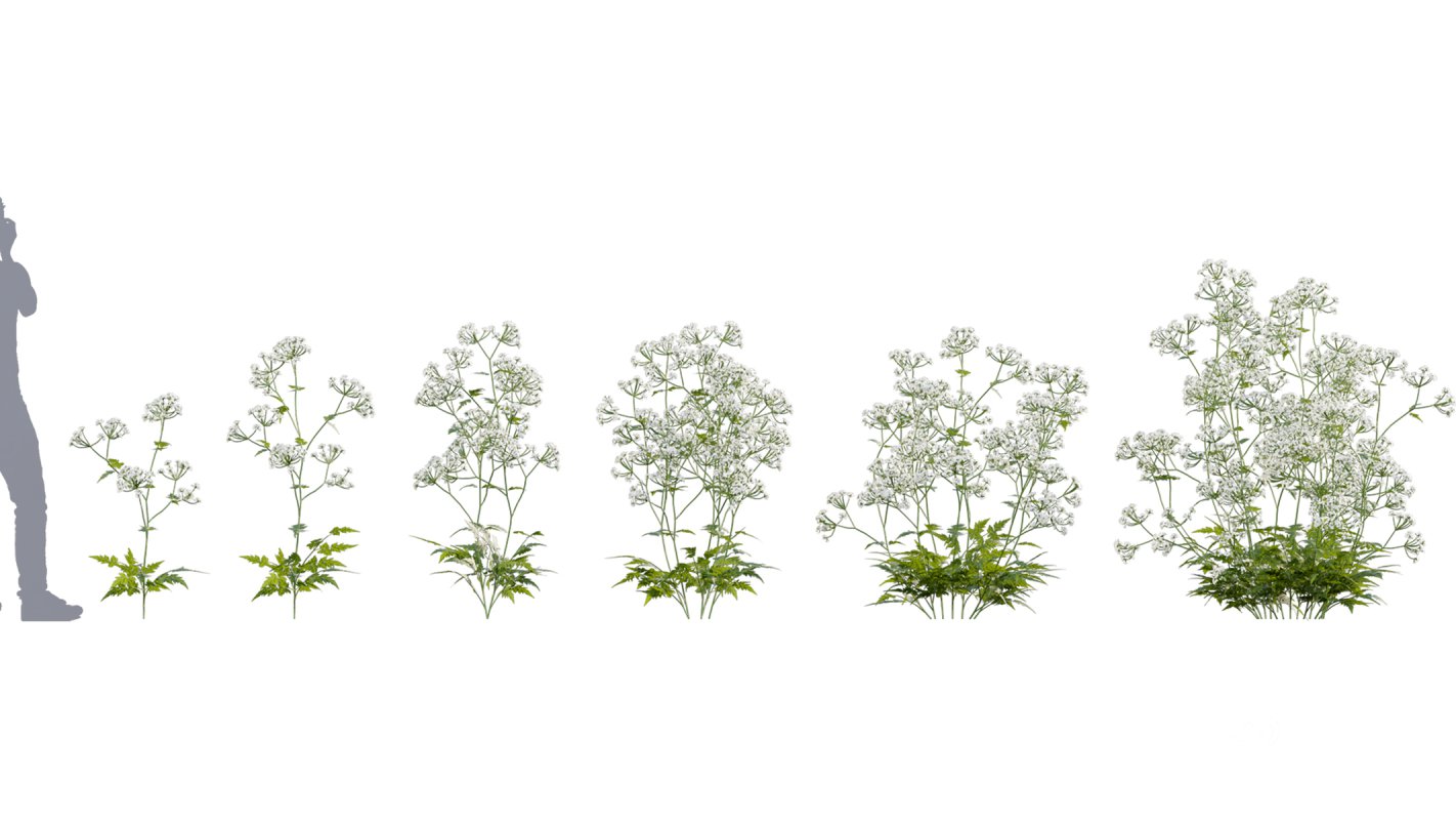 Collection 14 – English Garden Image 8