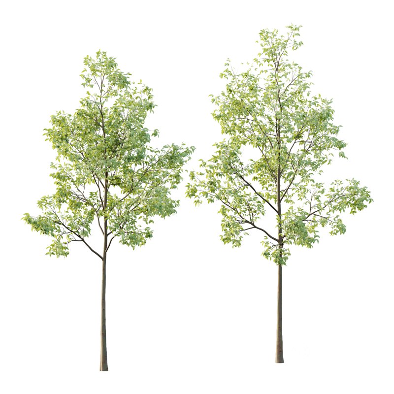 Celtis australis Tree 02 Image 1