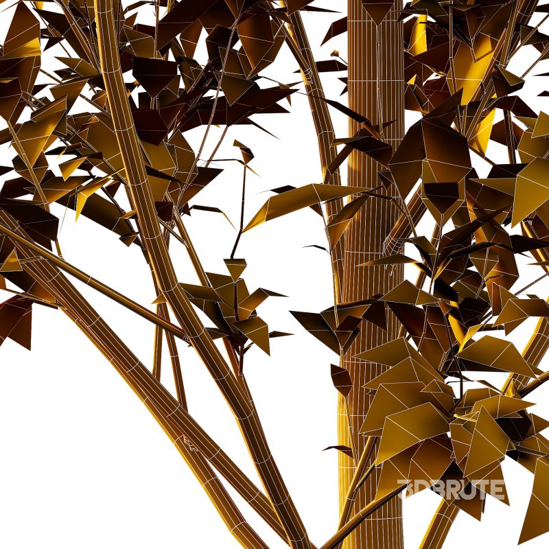 Tilia platyphyllos Tree 04 Image 5