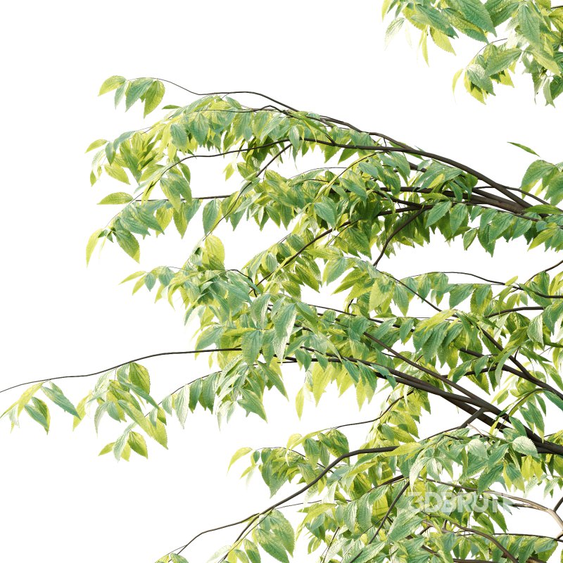 Celtis australis Tree 06 Image 7