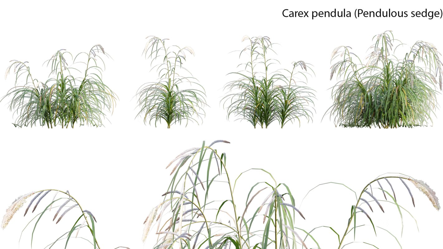 Collection 14 – English Garden Image 16