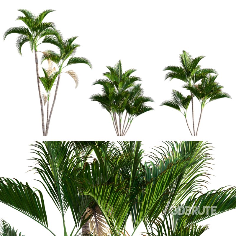 Chryslidocarpus lutesceus_02 Image 1