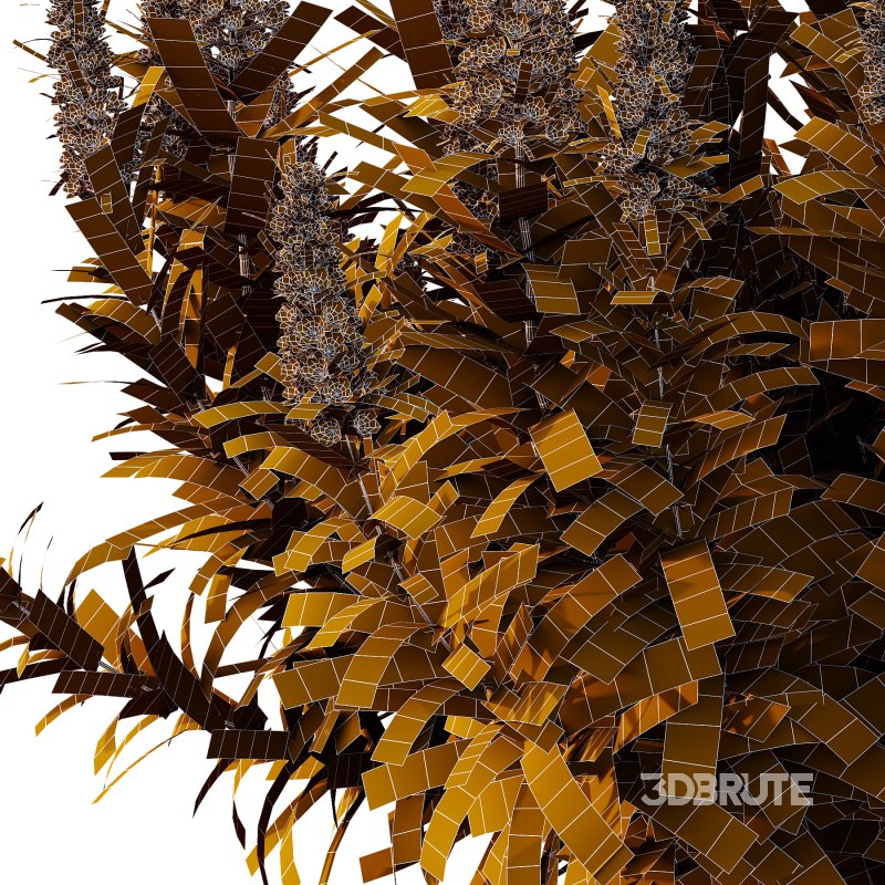 Echium candicans Pride of Madeira Bush 04 Image 6