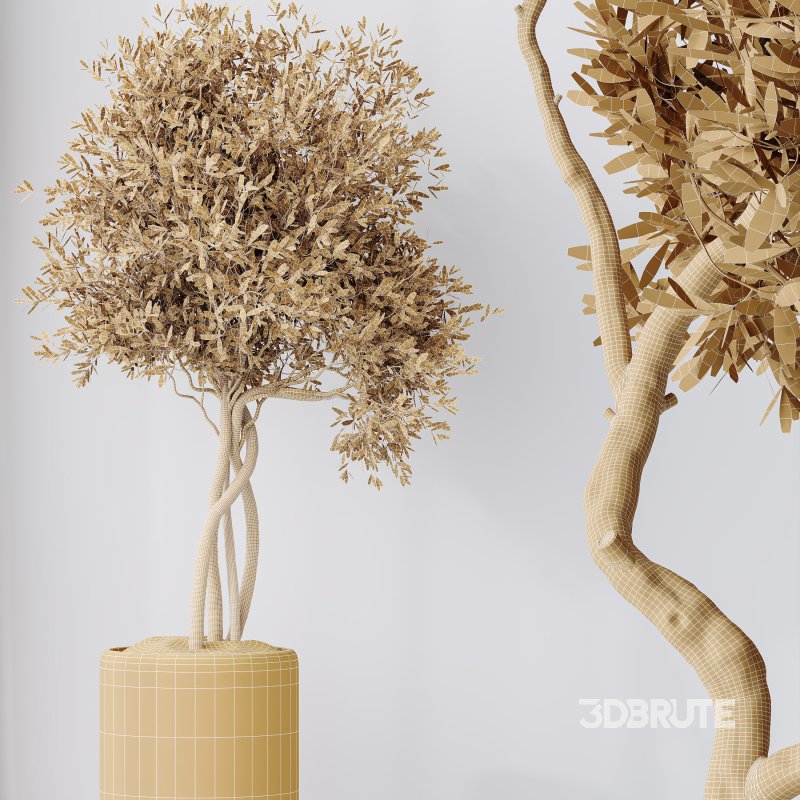 AV Indoor Plants Set 311 Olivo Olea Tree and Aspidistra Elatior Cast iron and Warneckii Lemon Lime Image 10