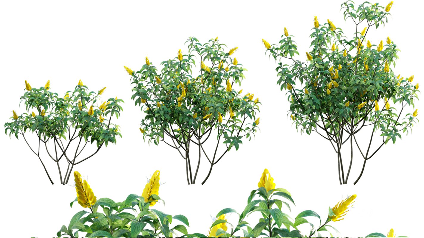 Collection 07 – Central America Garden Image 27