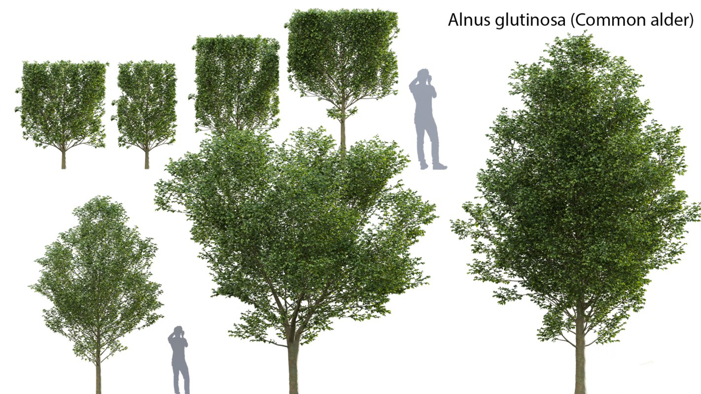 Collection 14 – English Garden Image 22