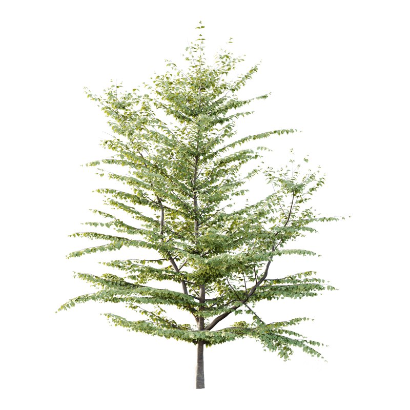 Different Trees 57 Image 1