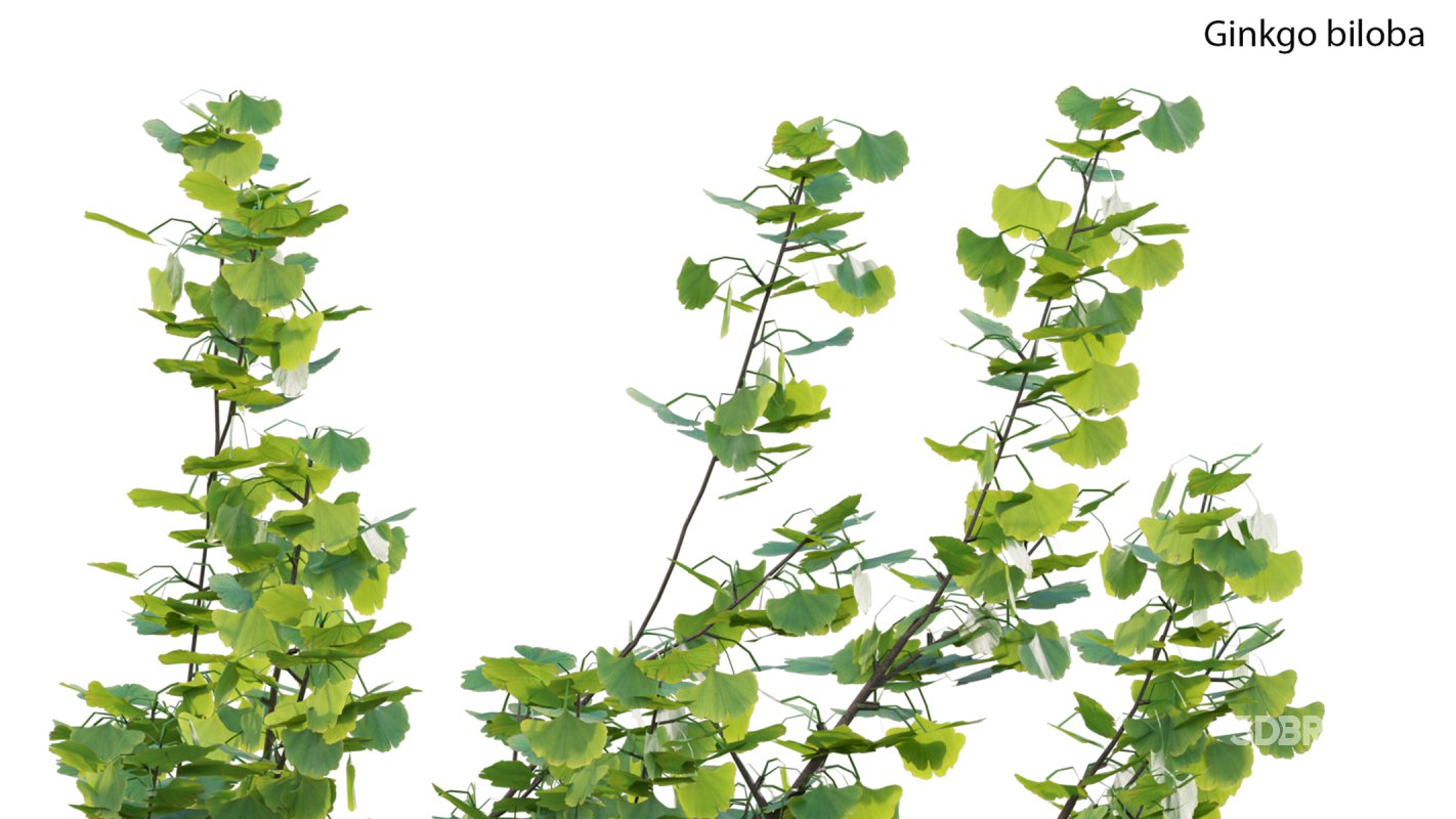 Collection 17 – Chinese garden Image 15