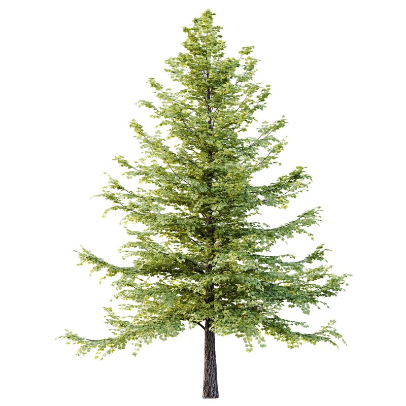 Tilia platyphyllos Tree 09 Image 2